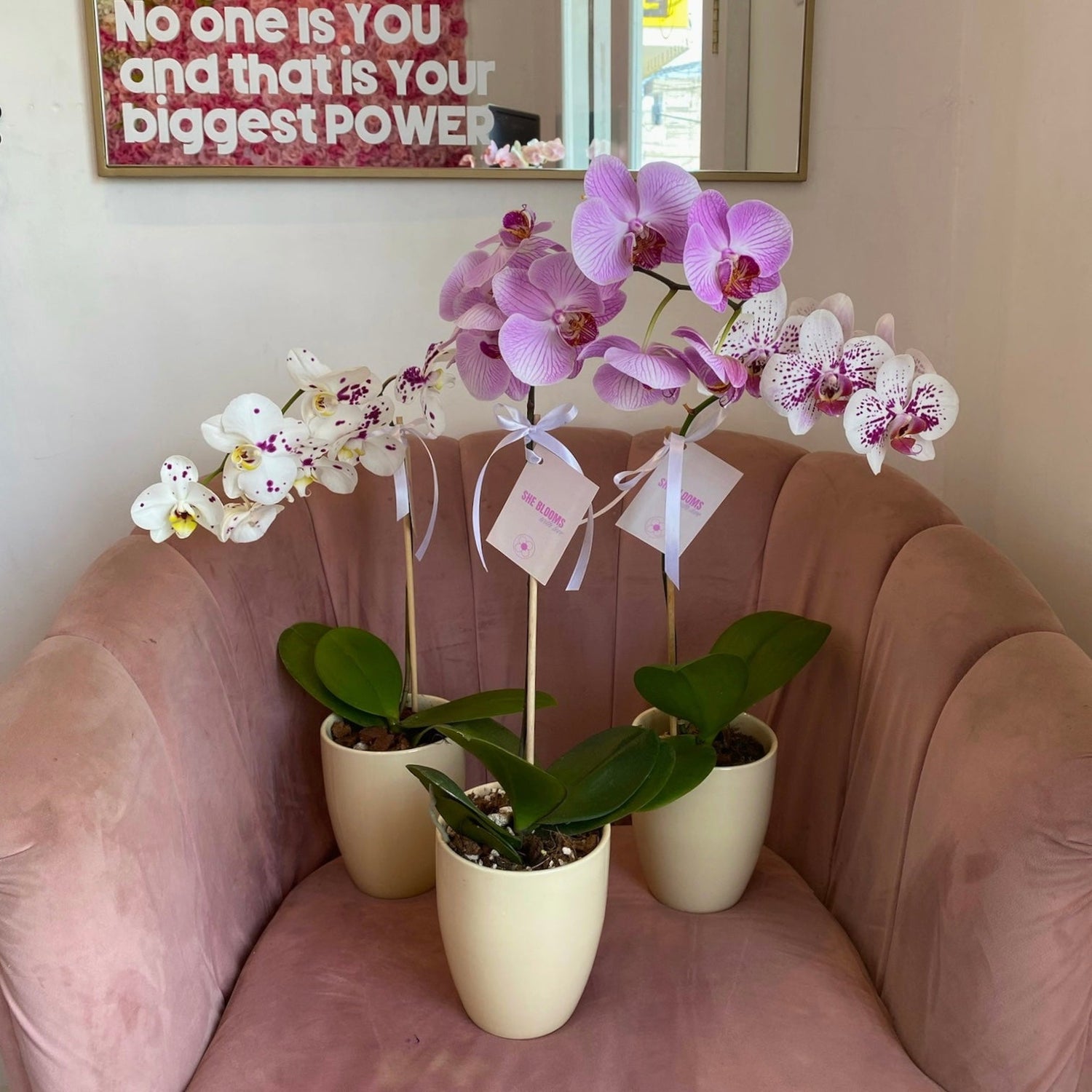 Orquídeas